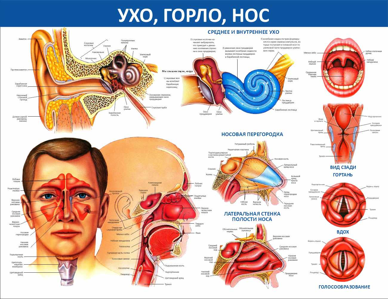 Ухо, горло, нос Новокуйбышевск