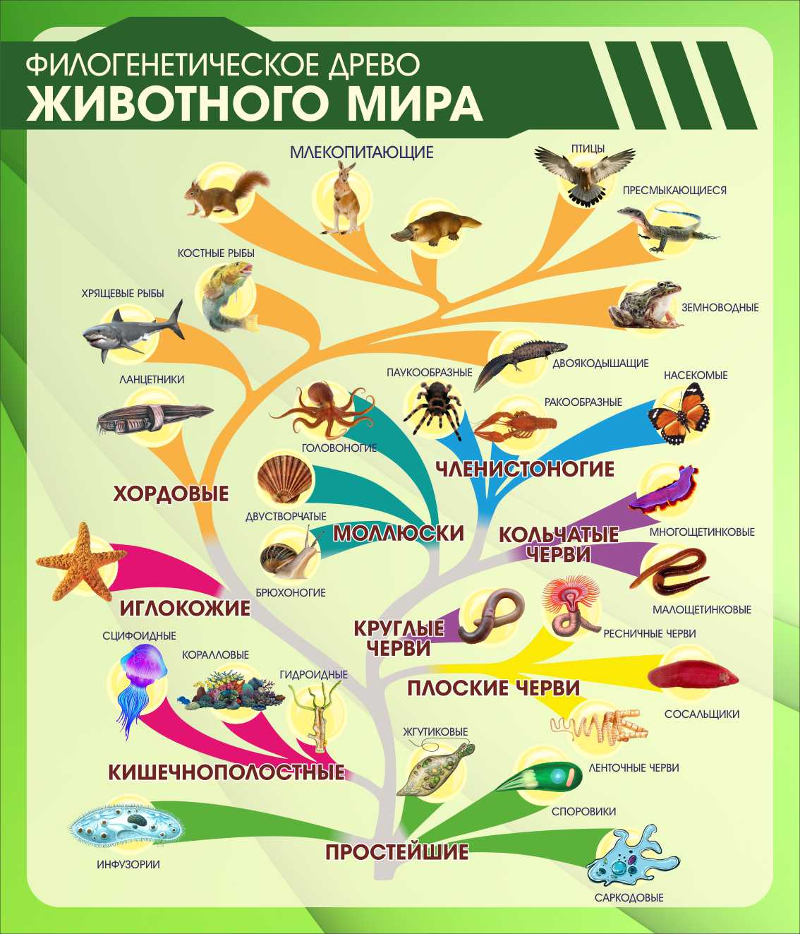 Филогенетическое древо животного мира